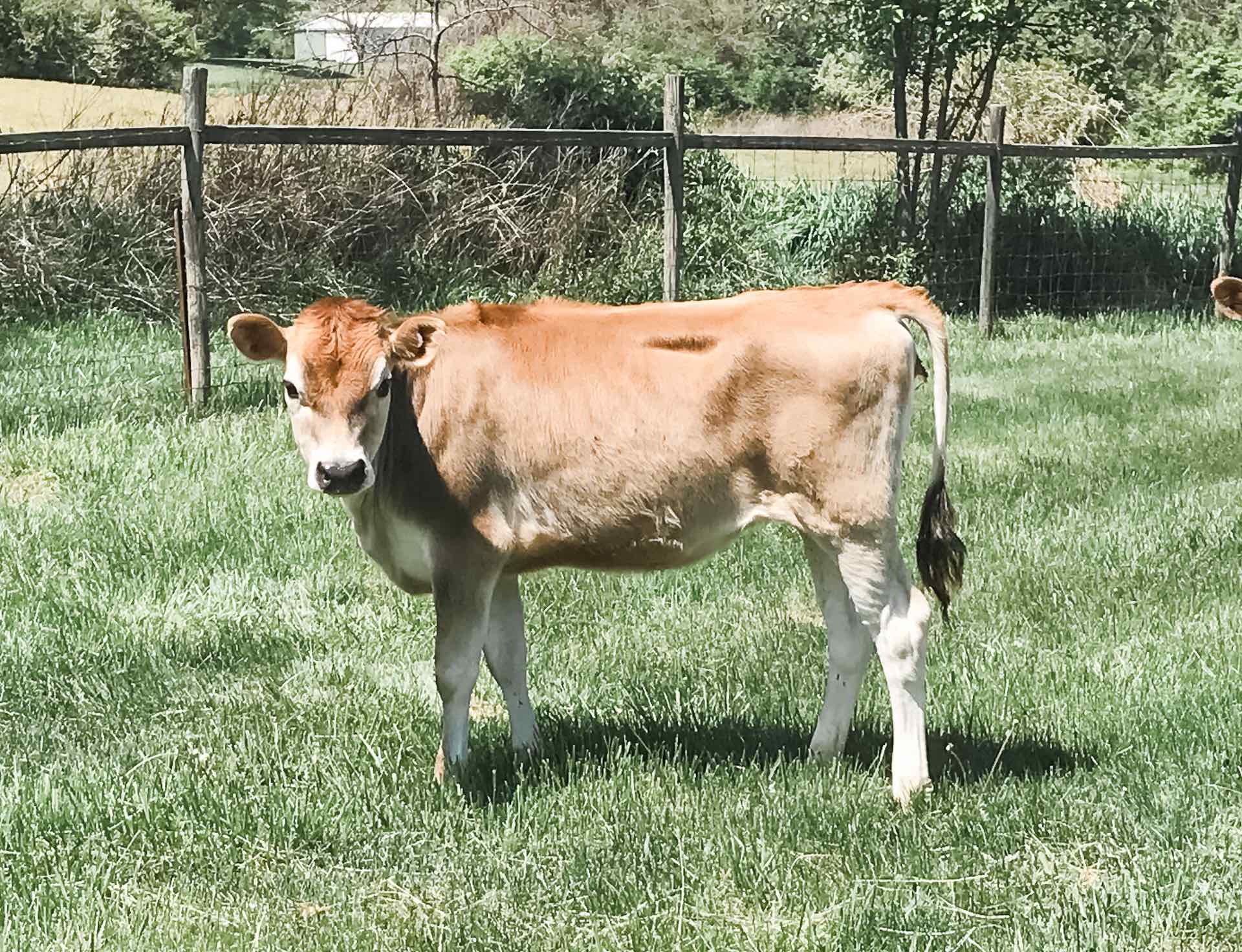 Buttercup - Heritage Pines Farm Miniature Jerseys Colorado