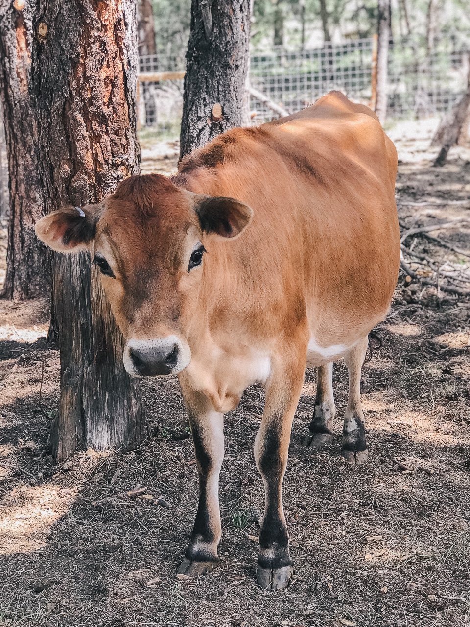 Mini Jersey Cattle Enthusiasts