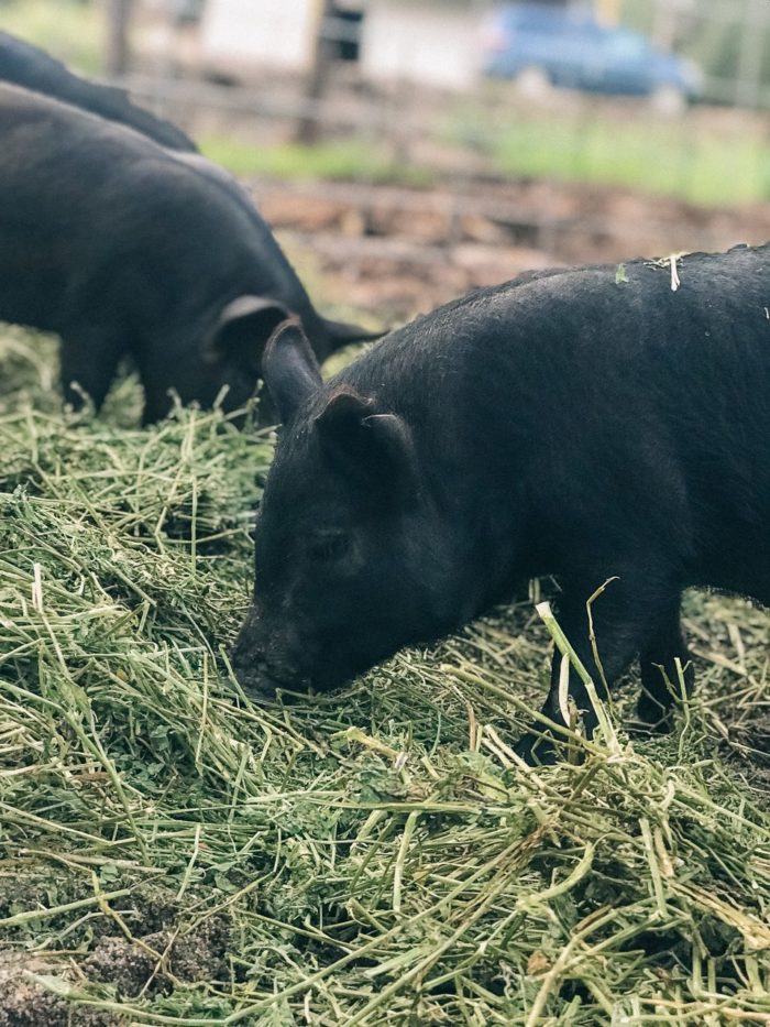 Colorado Pastured Pigs Heritage Pines Farm
