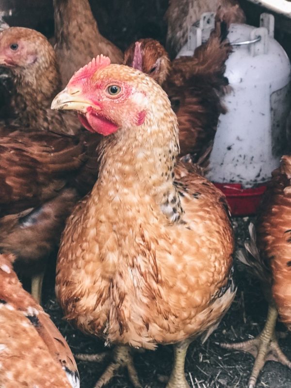 Pastureraised Meat Chickens Heritage Pines Farm