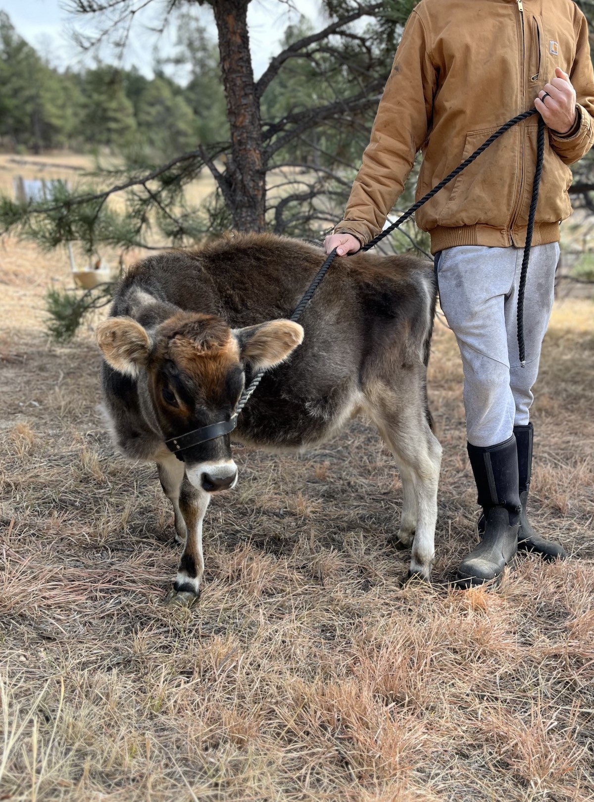 Miniature jersey best sale bull